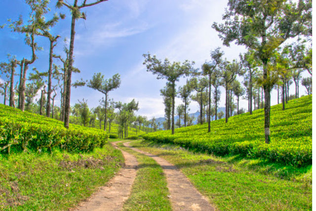 407 Van Rental Tirunelveli